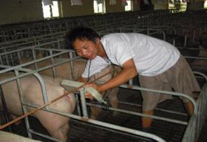 Identification of gestation in breeding pigs